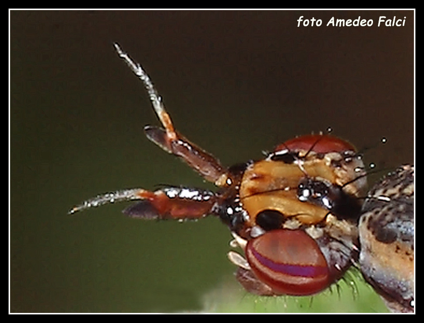 Sciomyzidae dalla Sicilia: Euthycera zelleri.